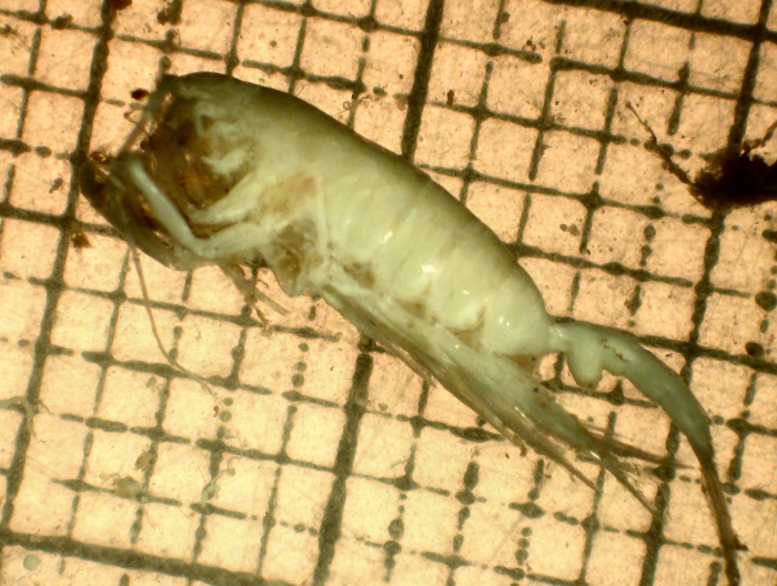 Paraeuchaeta norvegica Paraeuchaeta norvegica
