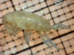 Crustaceans