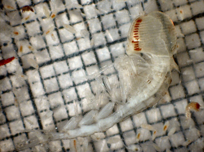 Paraphronima gracilis Paraphronima gracilis