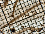 Parasagitta euneritica, author: Fisheries and Oceans Canada, Moira Galbraith