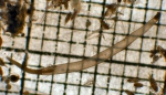 Parasagitta euneritica, author: Fisheries and Oceans Canada, Moira Galbraith