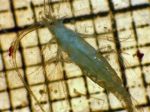 Pareucalanus parki