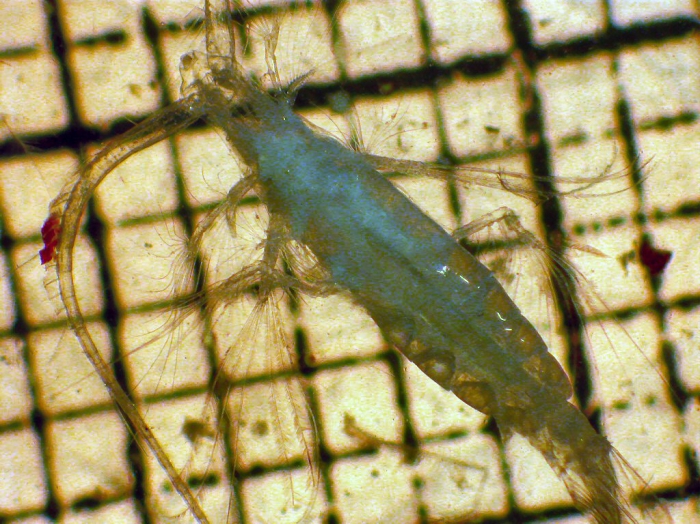 Pareucalanus parki Pareucalanus parki