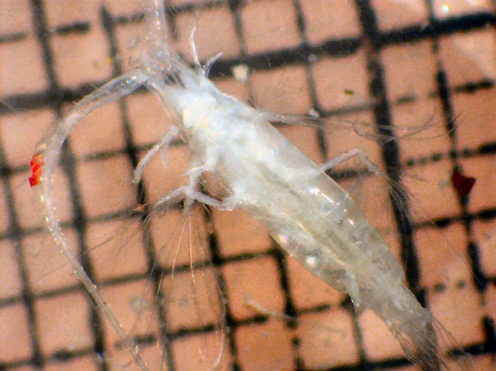 Pareucalanus parki Pareucalanus parki