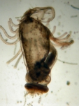 Actinotrocha sp.