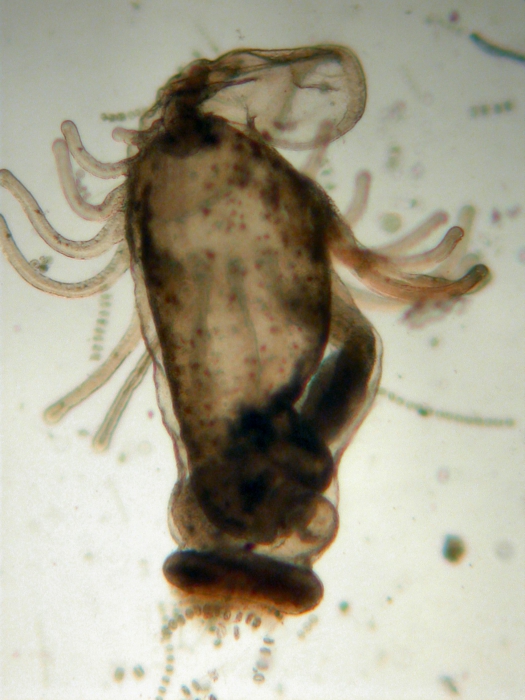 Actinotrocha sp. Actinotrocha sp.