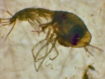 Amphipoda