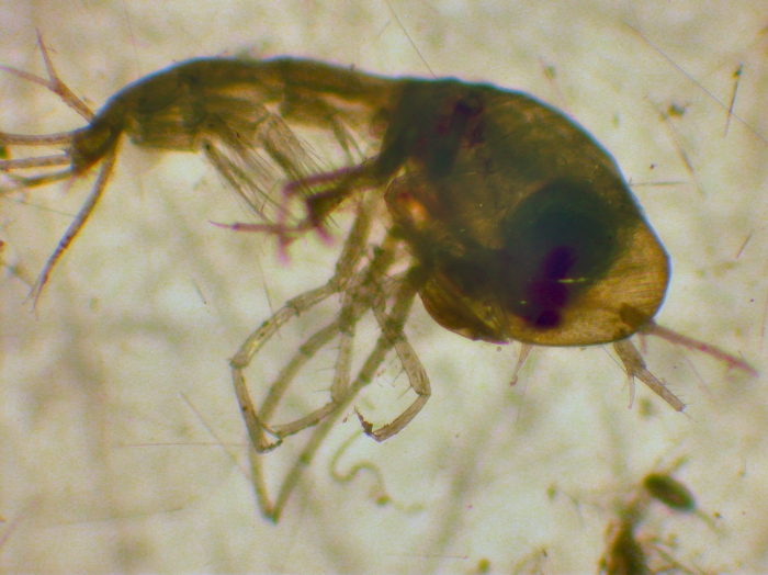 Phronimopsis spinifera Phronimopsis spinifera
