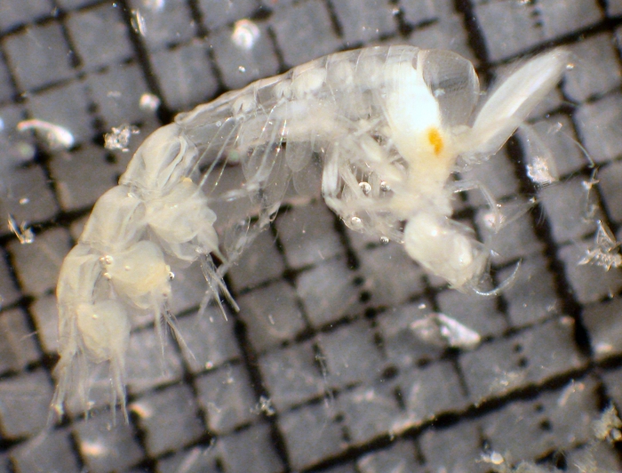 Phronima atlantica Phronima atlantica
