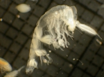 Phronima atlantica, author: Fisheries and Oceans Canada, Moira Galbraith