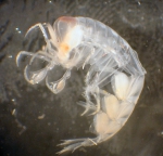 Amphipoda