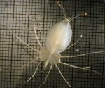 Decapoda