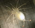 Palinuridae, author: Fisheries and Oceans Canada, Moira Galbraith