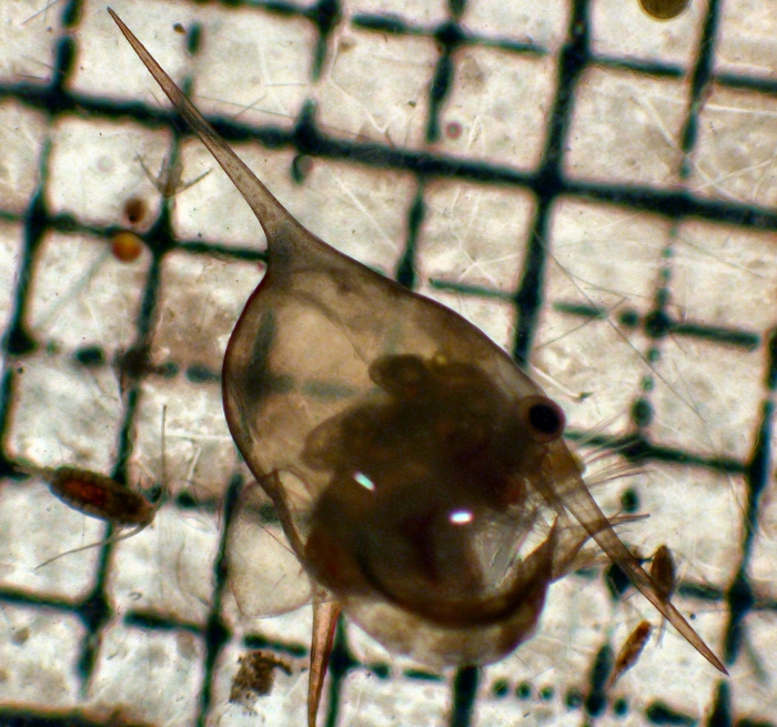 Decapoda Decapoda