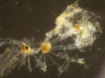 Macroalgae