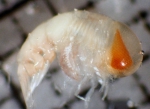 Amphipoda
