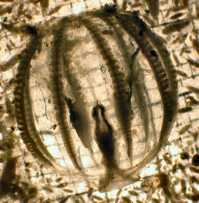 Pleurobrachia bachei Pleurobrachia bachei