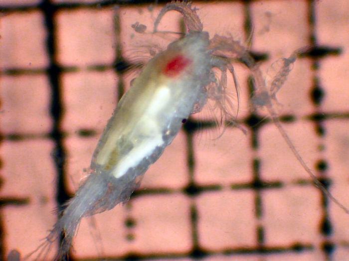 Pleuromamma scutullata Pleuromamma scutullata