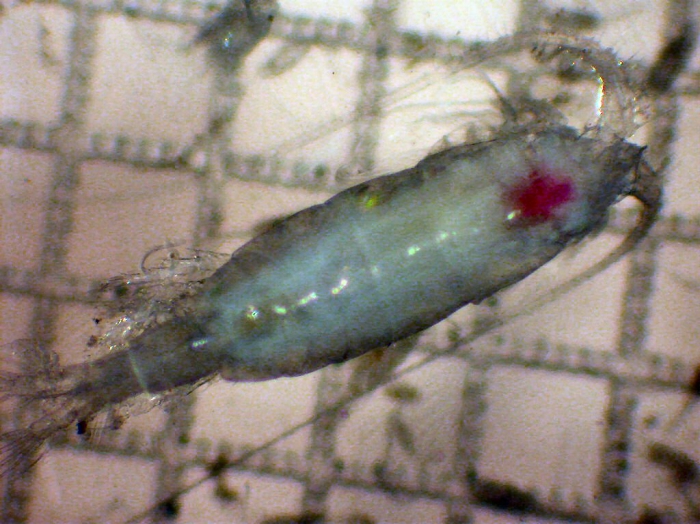 Pleuromamma xiphias Pleuromamma xiphias