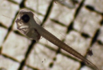 Pleuronectidae, author: Fisheries and Oceans Canada, Moira Galbraith