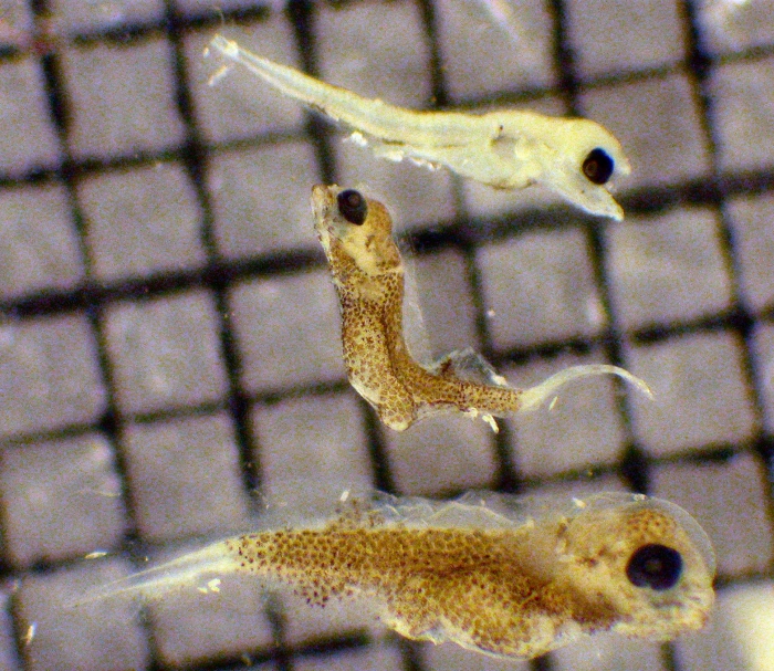 Lepidogobius and Pleuronichthys Lepidogobius and Pleuronichthys