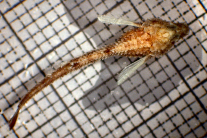 Agonidae Agonidae