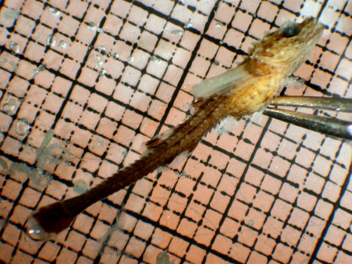 Agonidae Agonidae