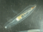 Poeobius meseres, author: Fisheries and Oceans Canada, Moira Galbraith