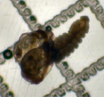 Polychaetes