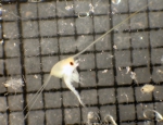 Crustaceans