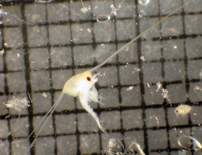 Porcellanidae Porcellanidae