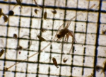 Crustaceans
