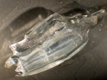 Cnidarians