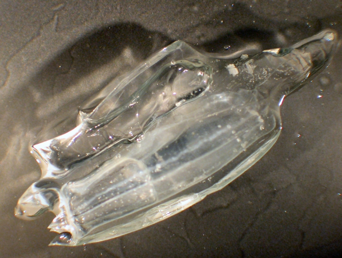 Siphonophorae Siphonophorae