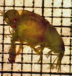 Primno brevidens