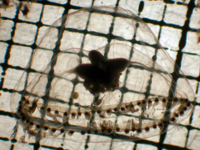 Proboscidactyla flavicirrata Proboscidactyla flavicirrata