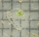 Proboscidactyla, author: Fisheries and Oceans Canada, Moira Galbraith