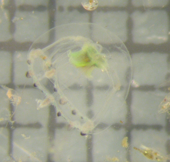 Proboscidactyla Proboscidactyla