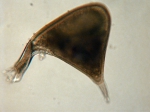 Macroalgae