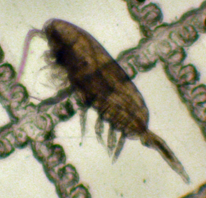 Pseudocalanus mimus Pseudocalanus mimus