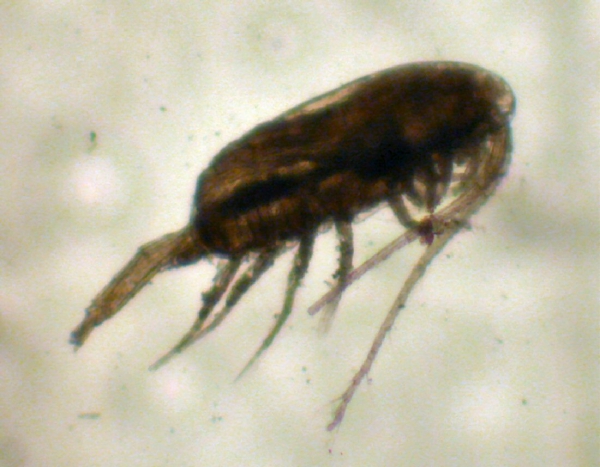 Pseudocalanus moultoni