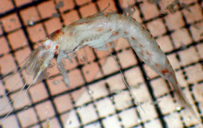 Pseudomma truncatum Pseudomma truncatum