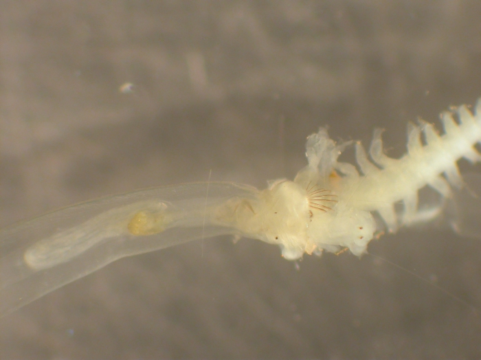 Chaetognatha Chaetognatha