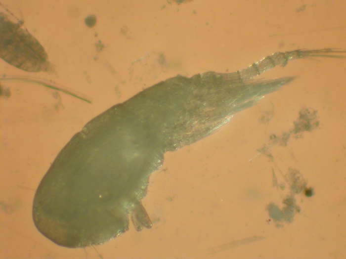 Ratania atlantica Ratania atlantica