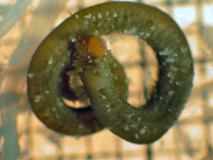 Rhynchonerella angelini Rhynchonerella angelini