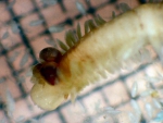 Rhynchonerella angelini, author: Fisheries and Oceans Canada, Moira Galbraith