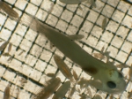 Ruscarius meanyi