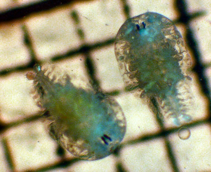 Sapphirina Sapphirina