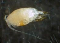 Scolecithricella dentata