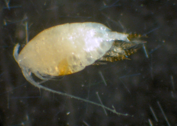 Scolecithricella dentata Scolecithricella dentata